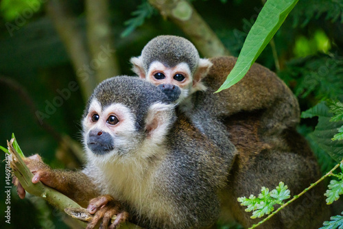  Ecuadorian squirrel monkey (Saimiri cassiquiarensis macrodon) mother with a baby on her back at an ecolodge in Archidona, Ecuador