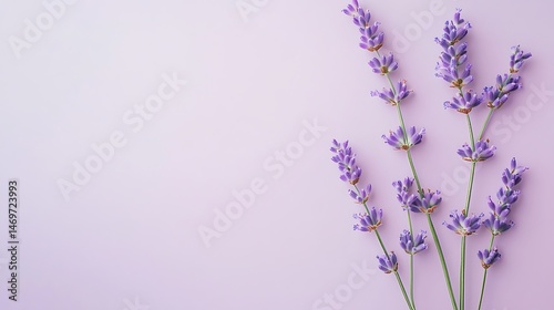Lavender sprigs with purple background.