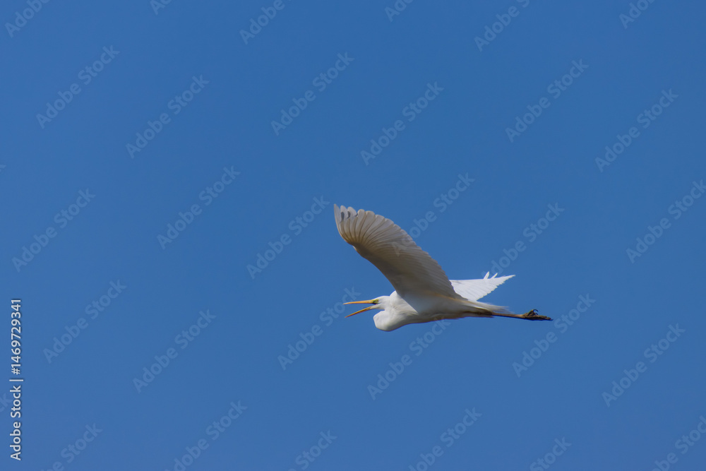 Fototapeta premium 羽ばたくシロサギ