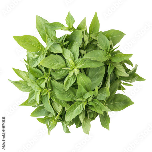 Fresh basil plant with green leaves isolated on transparent background
