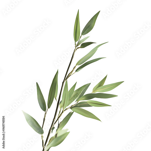Green Bamboo Leaves on Branch Isolated on White Background , Minimal Botanical Design