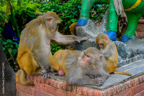 Macacos en el templo de los monos de swayambhunath, en katmandú, nepal