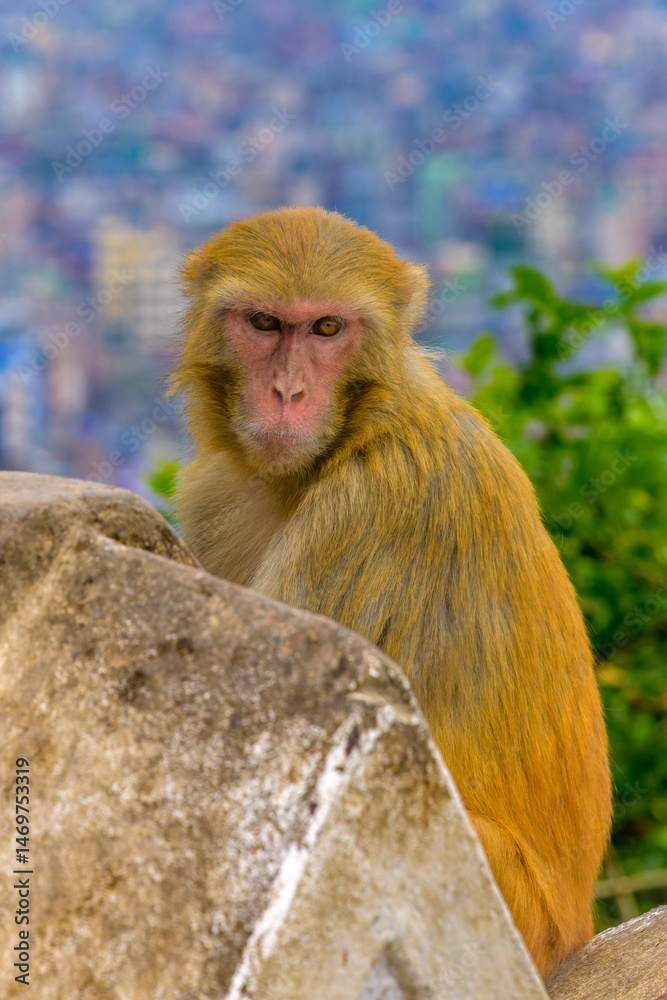 Naklejka premium Macacos en el templo de los monos de swayambhunath, en katmandú, nepal