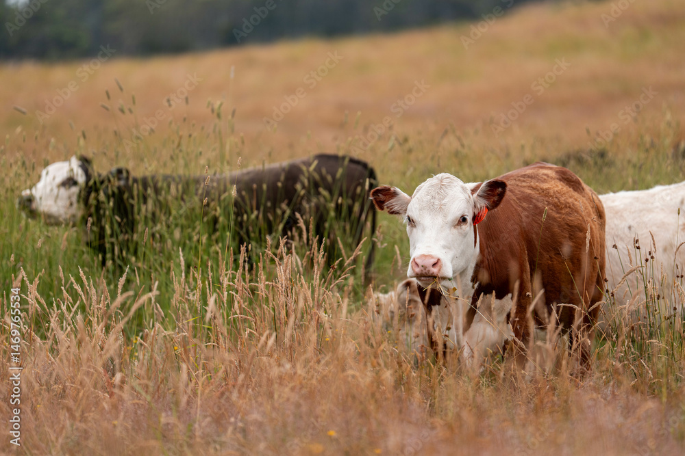Obraz premium tall grass with seed heads with a herd of angus and murray grey cows, steers and bulls grazing on th e pasture and resting under a tree on a beautiful sustainable agriculture farm in summer
