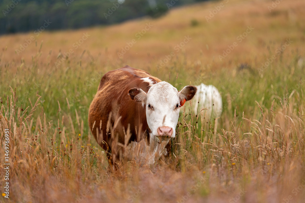 Fototapeta premium herd of regenerative agriculture free range beef cattle sustainable black stud wagyu cows in a field of tall long grass on an agricultural farm in outback australia. innovation in climate change