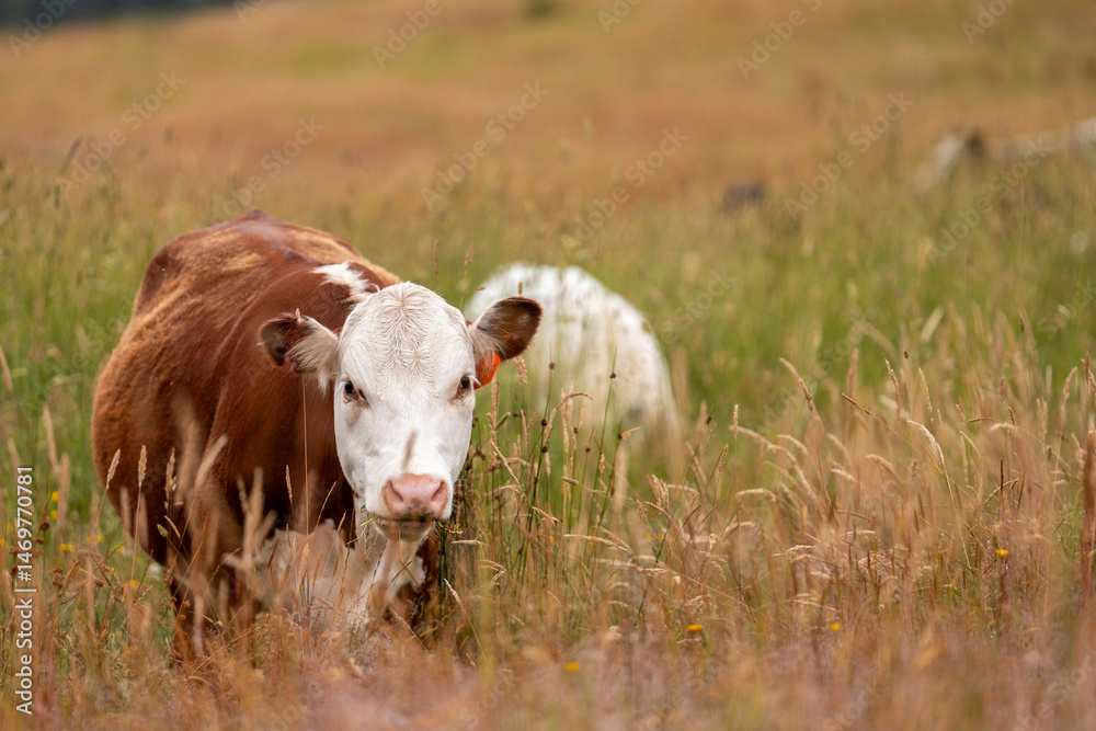 Fototapeta premium herd of angus cows in tall grass grazing at dusk in an australia. free range grass fed beef cattle