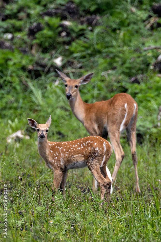 White-tailed Deer near Holey Land WMA in south Florida White-tailed Deer near Holey Land WMA in south Florida