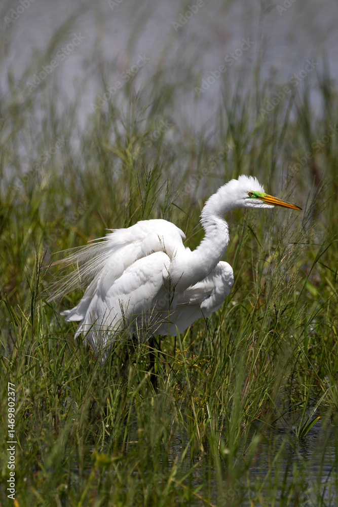Fototapeta premium Great Egret near Holey Land WMA in south Florida