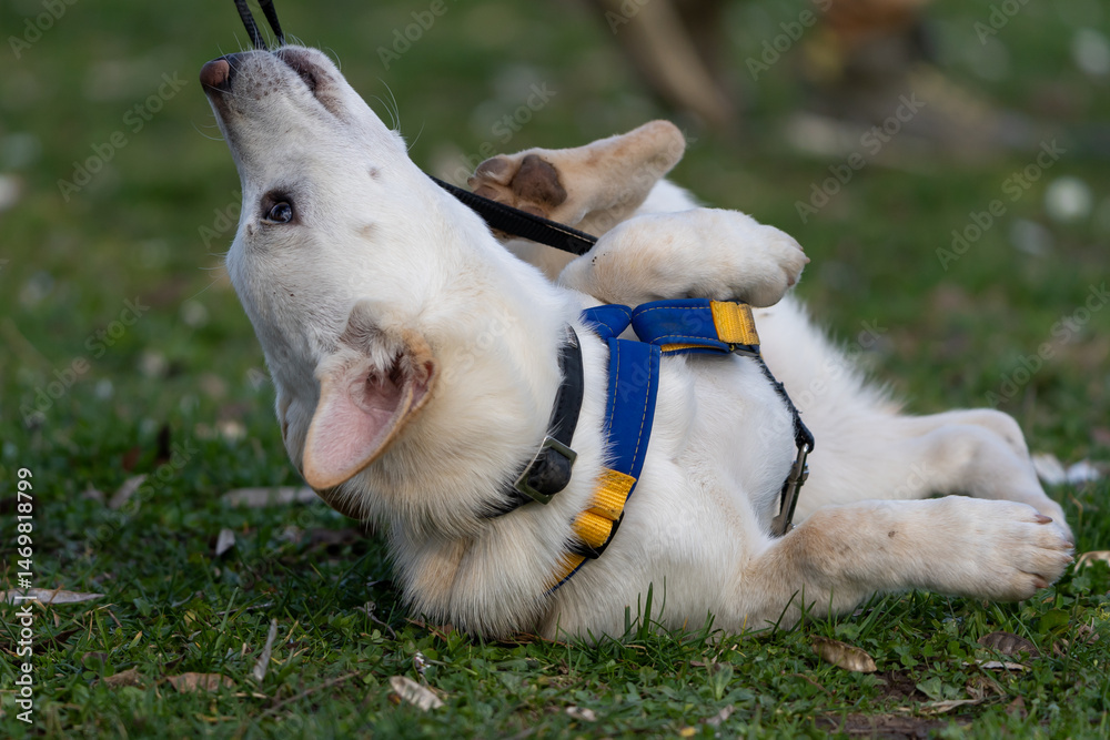Fototapeta premium White dogs