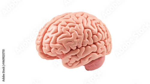 Detailed Human Brain Organ Model Isolated on Transparent Background photo