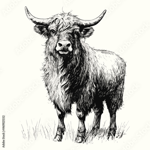 Highland Cattle Sketch Grayscale Illustration Of Scottish Breed In A Field