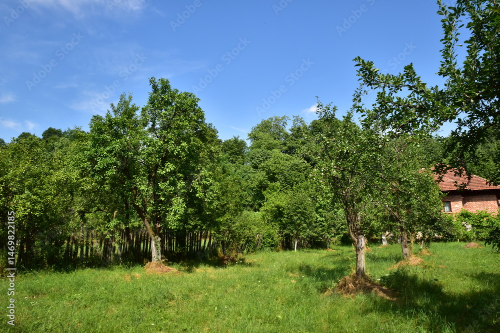 Fototapeta premium landscape with trees