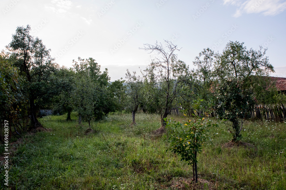 Obraz premium olive grove in tuscany