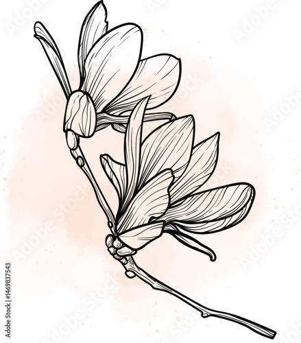 A4, A3, magnolia vector hand drawn illustration. Art print with elegant black flower on a beige watercolor splatter. Highly detailed and high quality graphic asset for online and print. 
