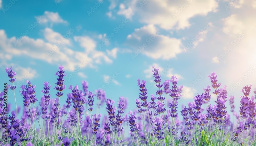 Fototapeta premium Vibrant Purple Lavender Field Under a Sunny Blue Sky