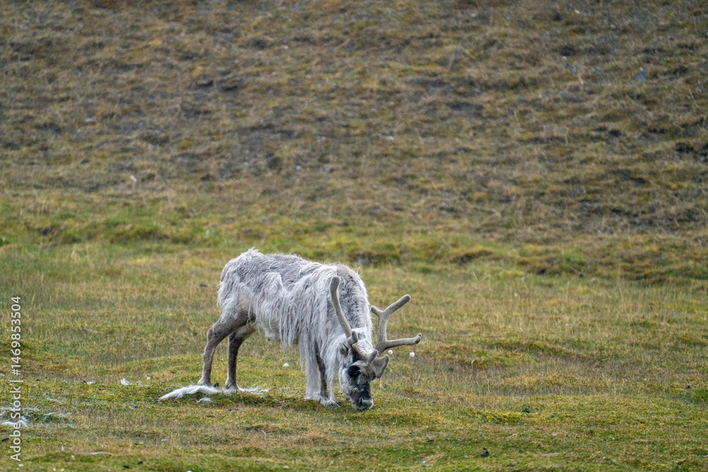 Fototapeta premium Svalbard reindeer (Rangifer tarandus platyrhynchus) grazing in field at the edge of town, in Longyearbyen, Svalbard, Norway