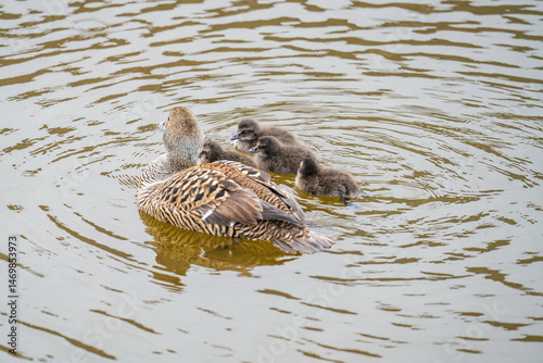 Female common eider (Somateria mollissima) swimming in a pond with her chicks, in Longyearbyen, Svalbard, Norway