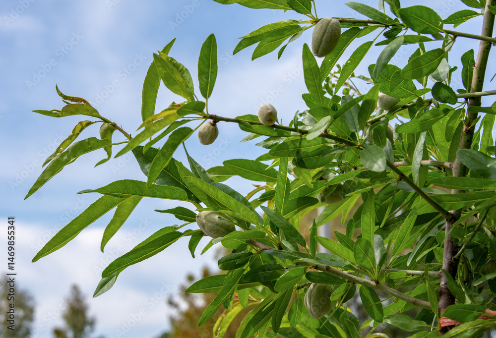 Fototapeta premium Fruit tree Nuts in their protective shell, close to harvest