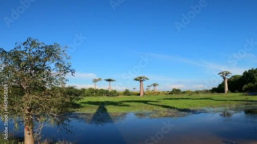 A woman tourist admires the landscape with mighty baobab trees in the distance, Western Madagascar