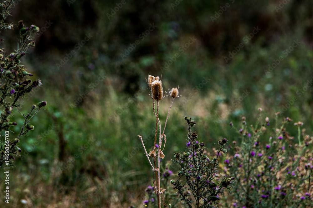 wild flowers in the forest wild flowers in the forest