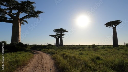A driving trip by dirt road with beautiful majestic baobab trees lining the road, Morondava, western Madagascar