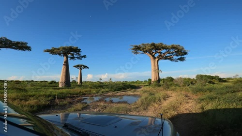 Driving trip by dirt road in western Madagascar with baobab trees lining the road