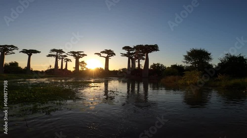 Breathtaking sight of Baobab trees in the setting sun on the island of Madagascar, Avenue of the Baobabs near Morondava city