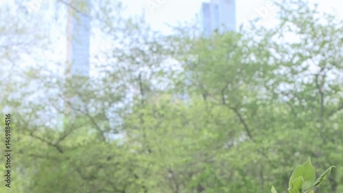 Magenta flowers on tree branches with NYC buildings in the background. Central Park, New York City. Slow motion handheld tilt down.