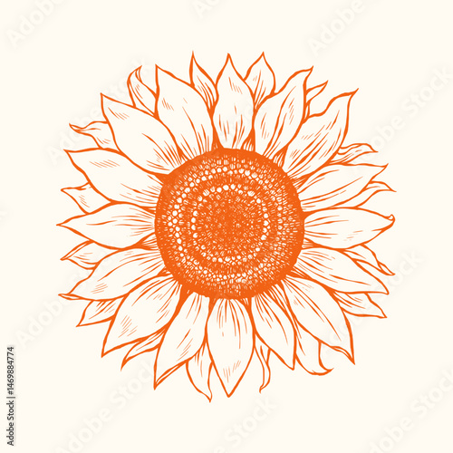 Hand Drawn Sunflower Vector – Vintage Engraving Floral Line Art Illustration