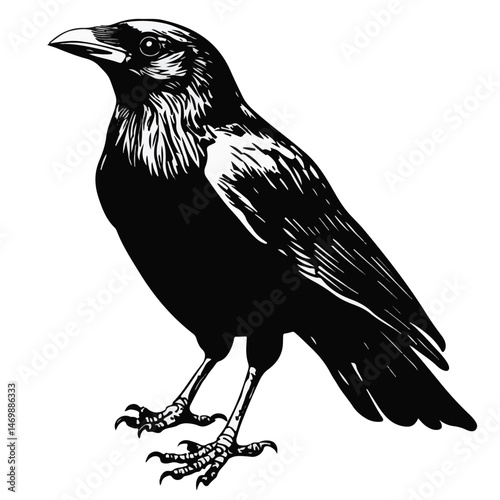 Black And White Raven Graphic Illustration Standing Isolated On A White Background