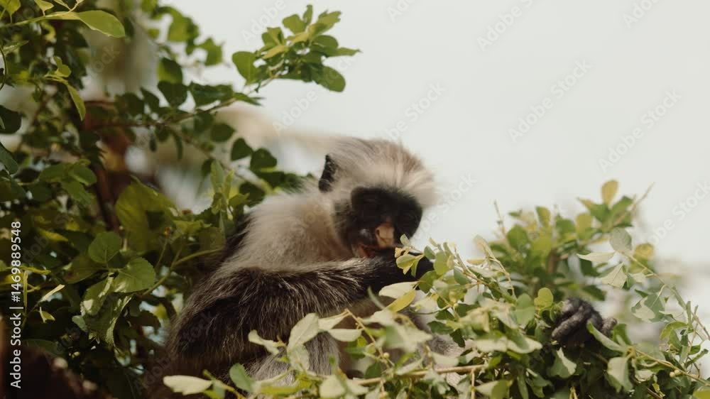Red Colobus Monkey in Zanzibar, tropical wildlife