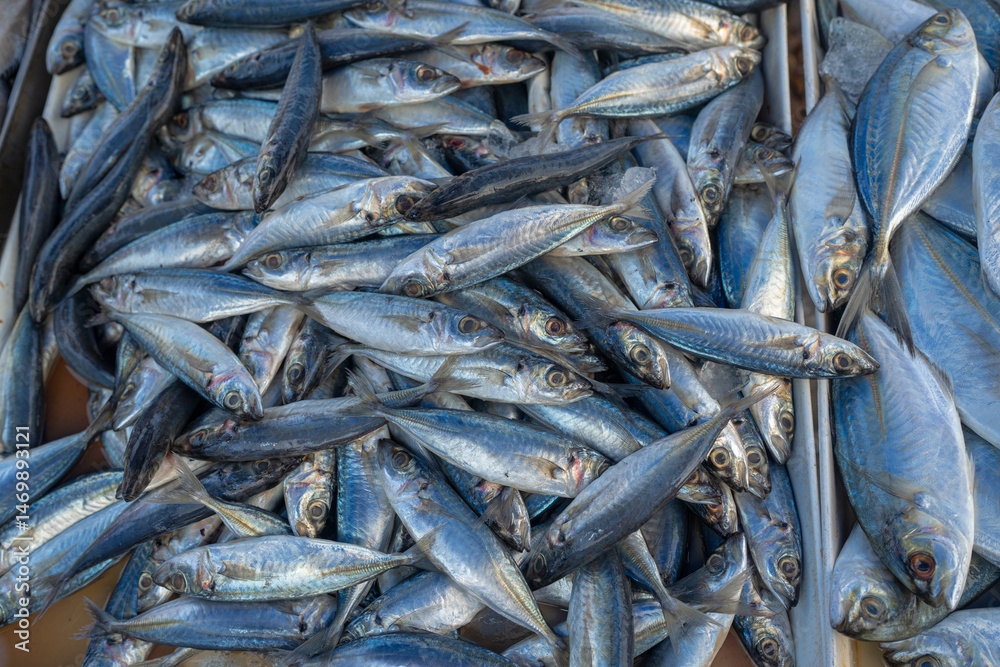 Fototapeta premium Background of various school of tuna fish sell in traditional fishery market Thailand