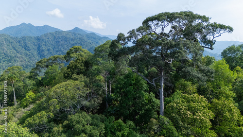 Dense tropical rainforest with tall trees and distant mountains under a clear sky.