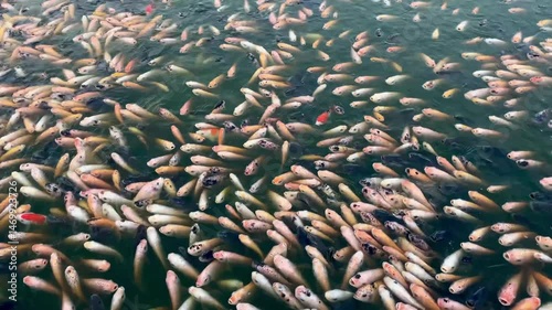Tilapia fish in a calm water pond. Thousands of red tilapia fish in a rearing pond