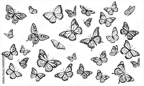 Hand-Drawn Black and White Butterfly Vector Set – Isolated Illustrations on White Background