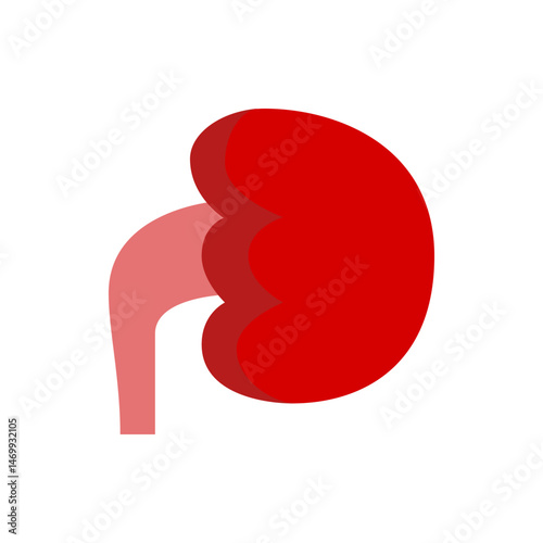 Illustration of a kidney with its ureter in shades of red and pink on a plain white background view