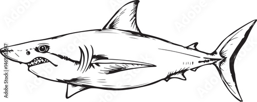 great white shark sea animal
