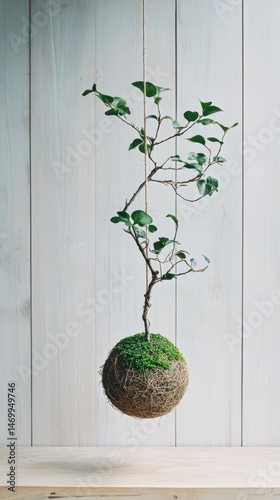 Obraz na płótnie Hanging kokedama plant art on wooden background for interior inspiration w salonie