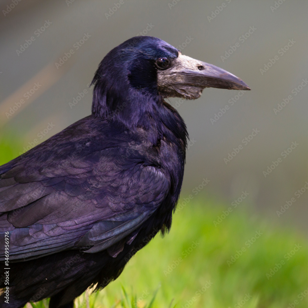 Naklejka premium Rook with a beak pouch. Rooks and crows place food they find in this pouch to deliver it to the nest.