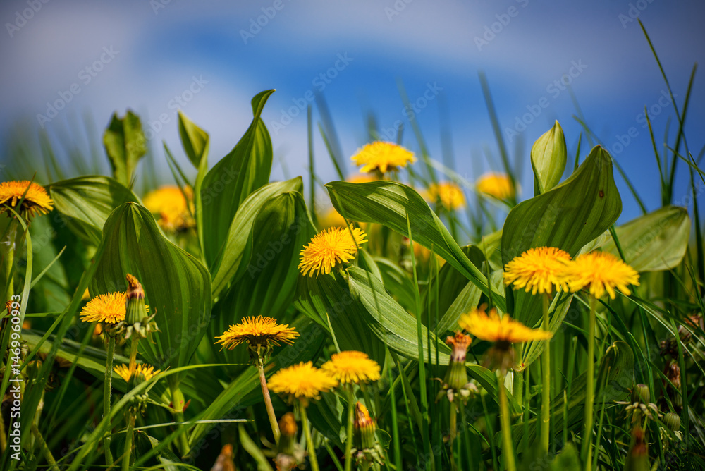 Obraz premium Dandelion flower meadow with blue sky, spring background