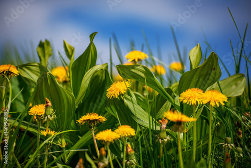 Dandelion flower meadow with blue sky, spring background