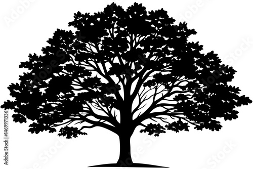Black Silhouette of a Large Deciduous Tree Isolated on White