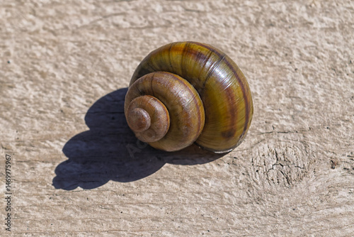Ampullaria (Pomacea) - gastropods, inhabitants of fresh water bodies.