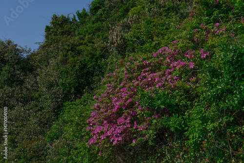 Korean Azalea Bush in Bloom, Natural and Lush, Representing Springtime Renewal Against Jeju, South Korea, Umutgae Coast, Seongsan Ilchulbong Backdrop, No Person photo