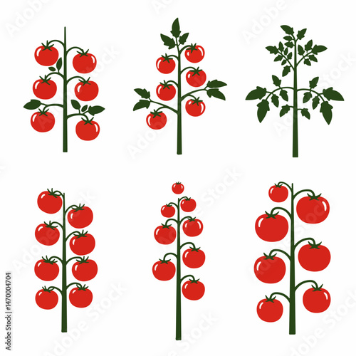 Tomato Plant Variations: A vibrant collection of tomato plants showcases the diverse forms and growth patterns of these popular, juicy fruits, perfect for illustrating gardening concepts.