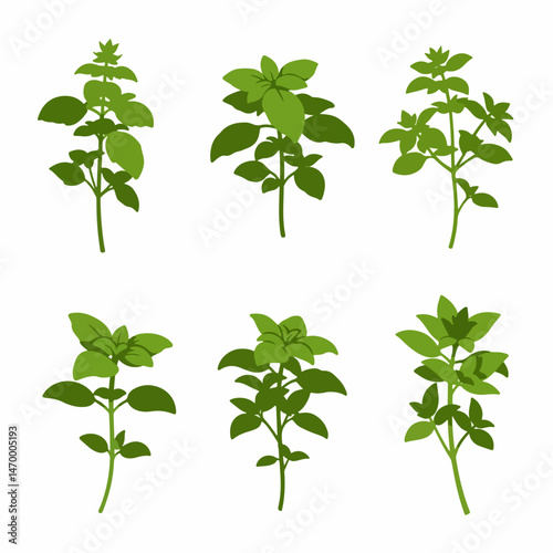 Basil Illustration: A captivating illustration features a variety of basil sprigs, each showcasing the vibrant green of fresh herbs, perfect for culinary creativity and natural health concepts.