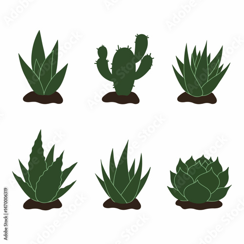 Diverse Cactus Collection: A visually appealing collection of various cactus species. Showcasing the beauty and variety of desert flora. Captured against a clear background.