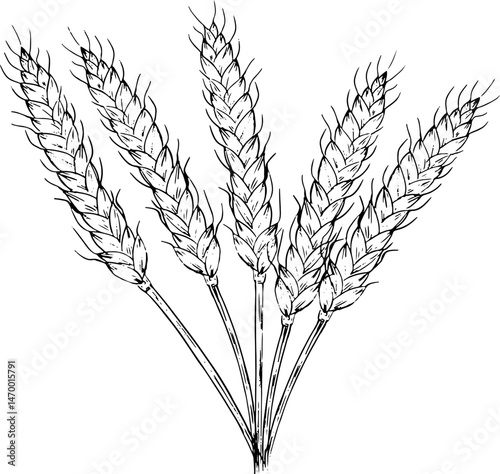 wheat sketch