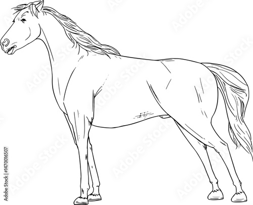hand drawn horse