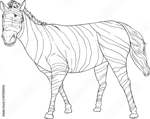 hand drawn zebra
